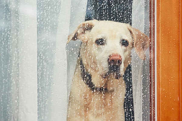 Trauriger Hund wartet am Fenster