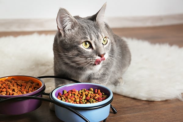 Eine Katze isst aus ihrem Futternapf und schaut in die Ferne